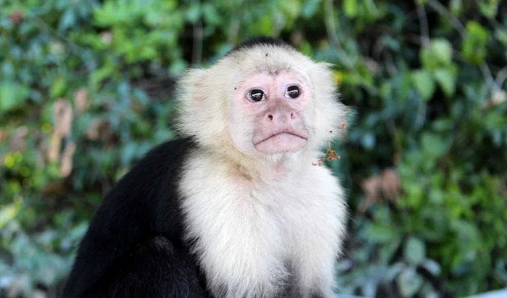 Nicaragua monkey