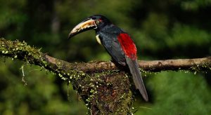 costa rica bird