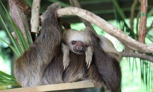 panama sloth