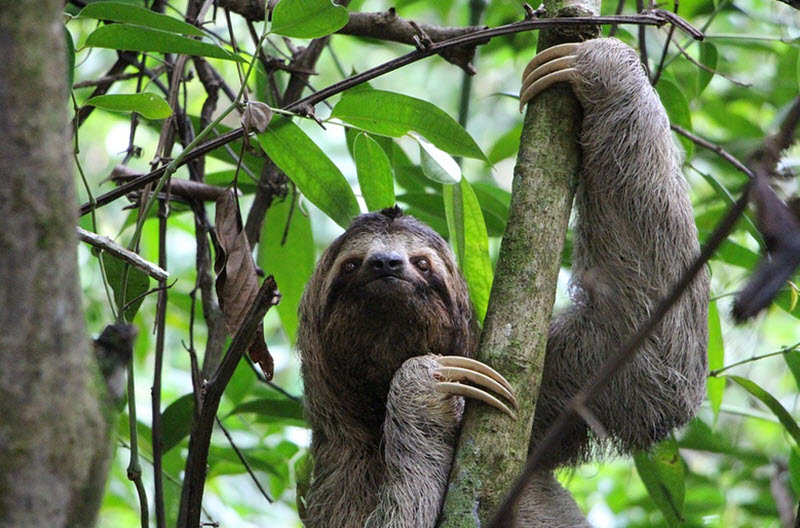 sloth